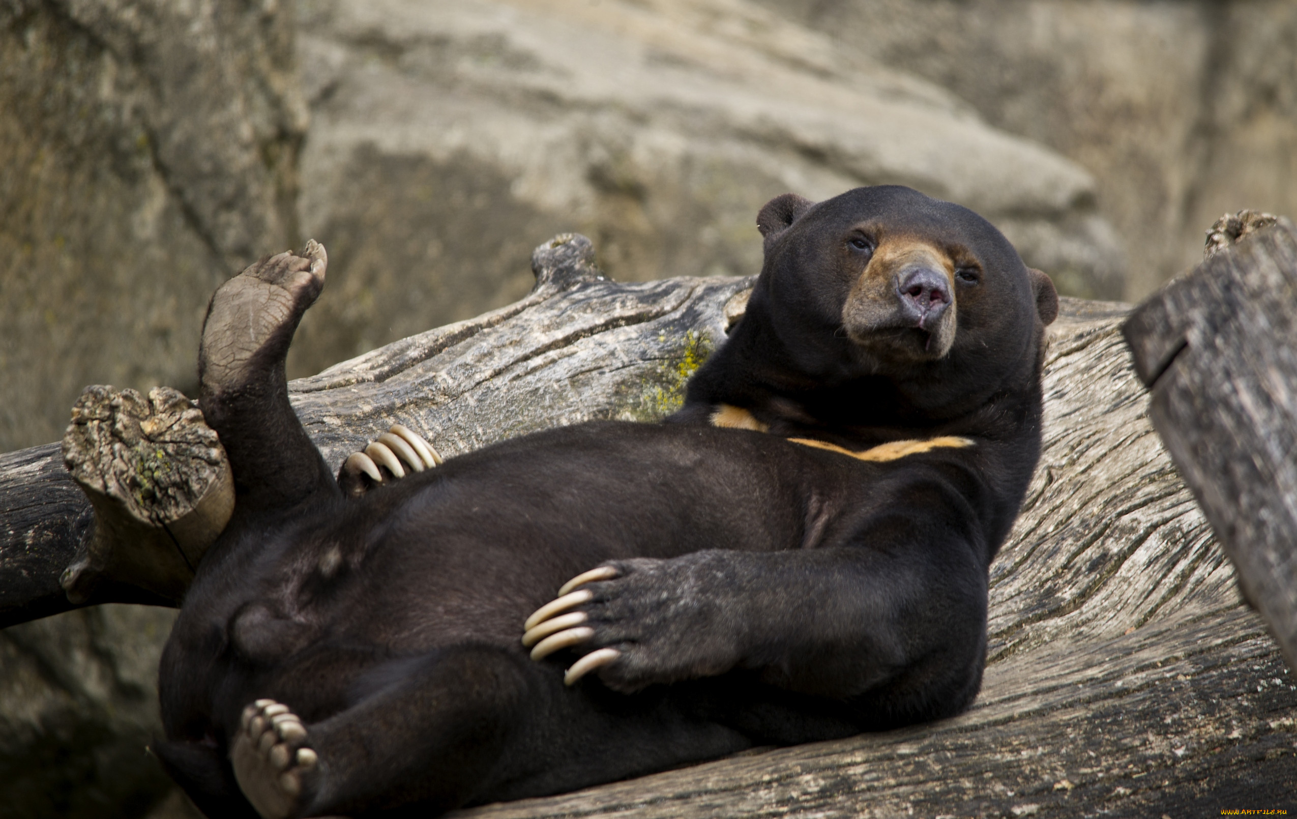 Bear cool перевод. Медведь лежит. Забавный медведь. Смешной медведь. Медведь лежит на спине.